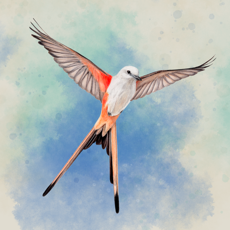 ‎WINGSPAN (FLÜGELSCHLAG)