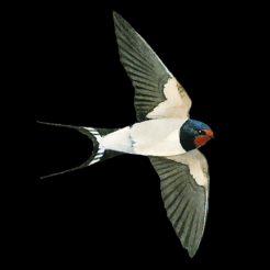 ‎Der Kosmos Vogelführer