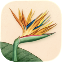 Art of Flora: Pflanzen Puzzle