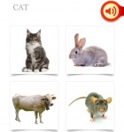 Easy English 4