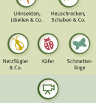 Insekten und Schmetterlinge 2