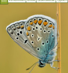 Insekten und Schmetterlinge 3