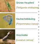 Insekten und Schmetterlinge 4