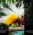 GEOthema Planet der Tiere 3