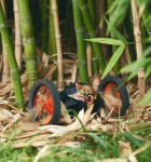 ParrotJumpingSumo_LIFESTYLE_BAMBOO