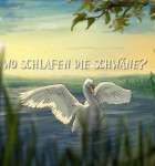 Wo schlafen die Schwäne?