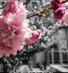 Adobe Photoshop Mix 4