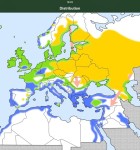 Vogelstimmen Europas 4