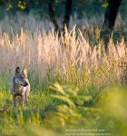 Willkommen Wolf 1