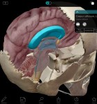 Atlas der menschlichen Anatomie 3
