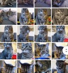 Google Fotos 1