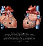 GEO Wissen Gesundheit Herz und Kreislauf 3