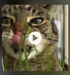 Live Crop 1