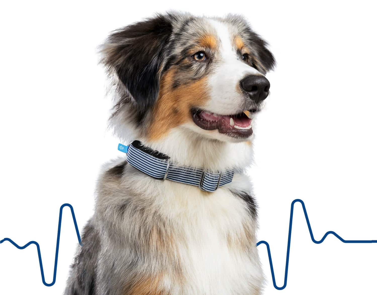 Australian Shepherd-Hund trägt ein Halsband mit Invoxia Minitailz-Tracker